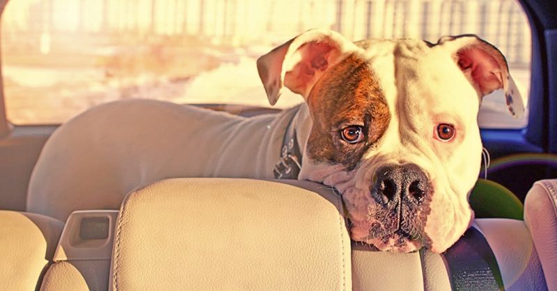 Leave Your Pets in a Parking Car Leave Your Pets in a Parking Car