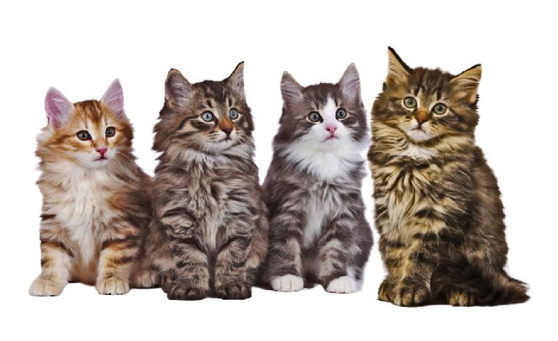 Norwegian Forest Kittens