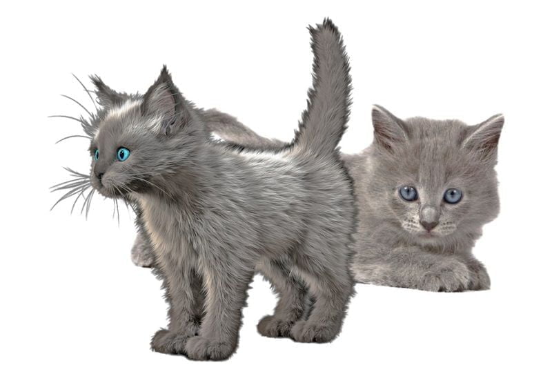 nebelung kittens nebelung kittens