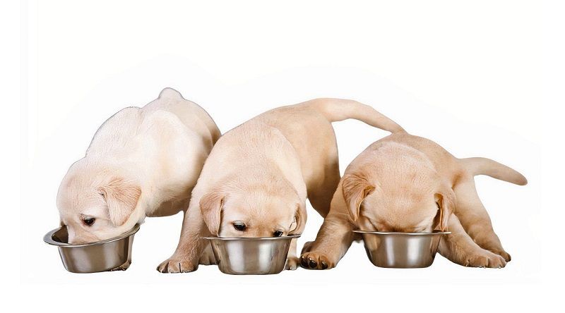 Feed your Puppy Feed your Puppy