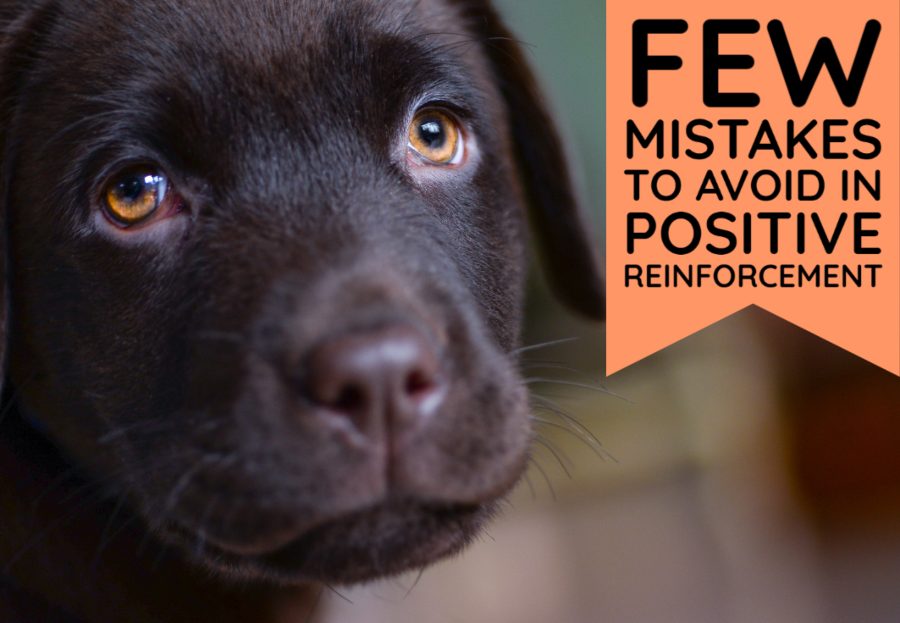 Few Mistakes to Avoid in Positive Reinforcement