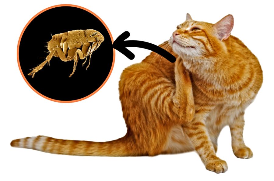 Fleas in Cats
