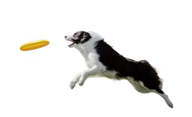 Frisbee Game for Dog Frisbee Game for Dog