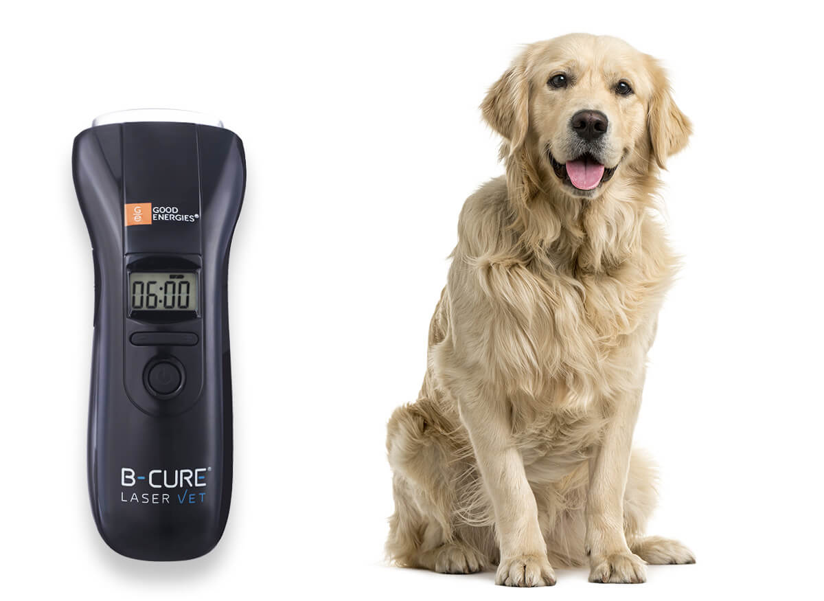 Laser therapy Treatment for Dogs