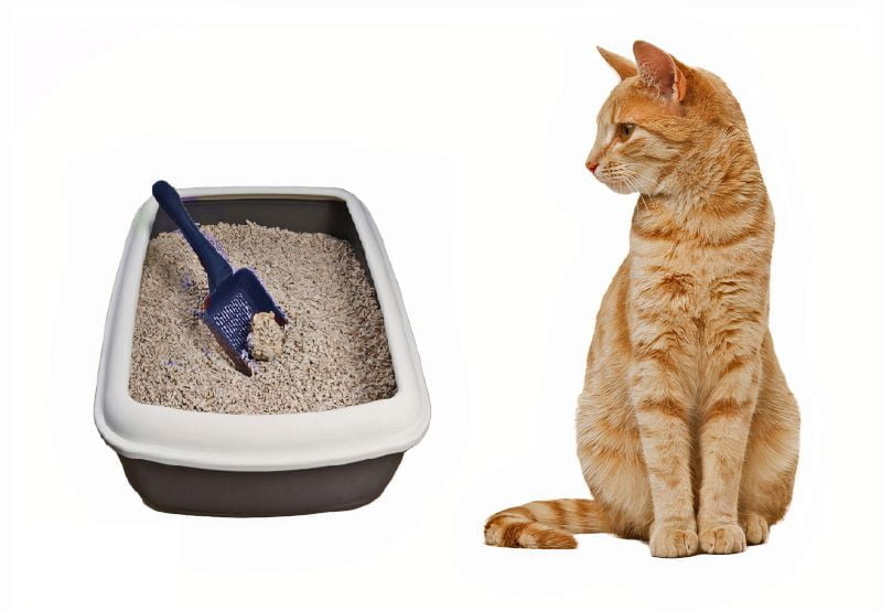 Litter Box for Cat Litter Box for Cat