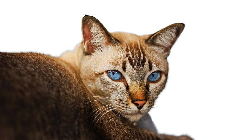 Ojos Azules Cat Breed