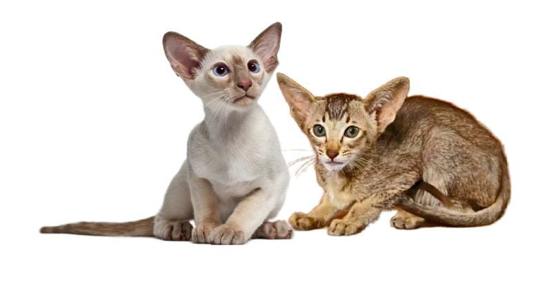 Oriental shorthair kittens
