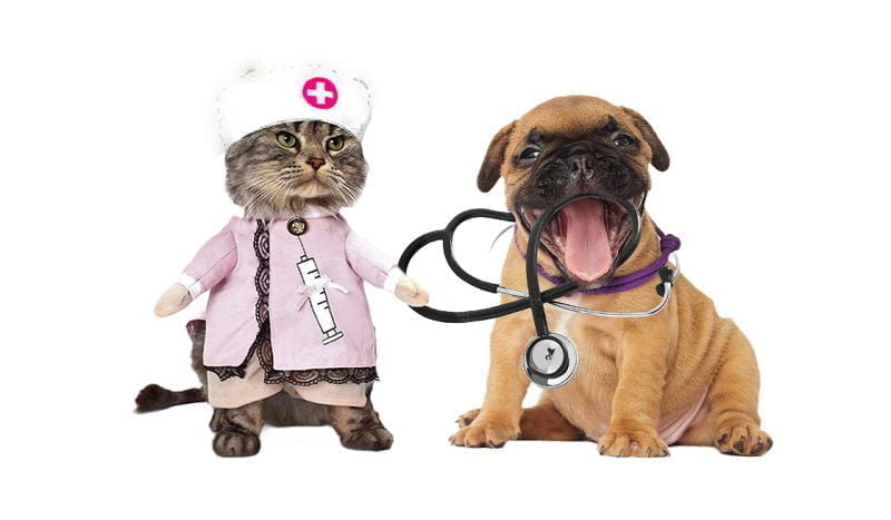 Pets Insurance Helps Pets Insurance Helps