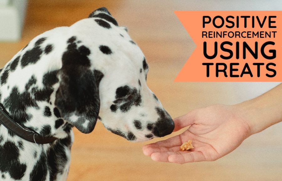 Positive Reinforcement Training using treats
