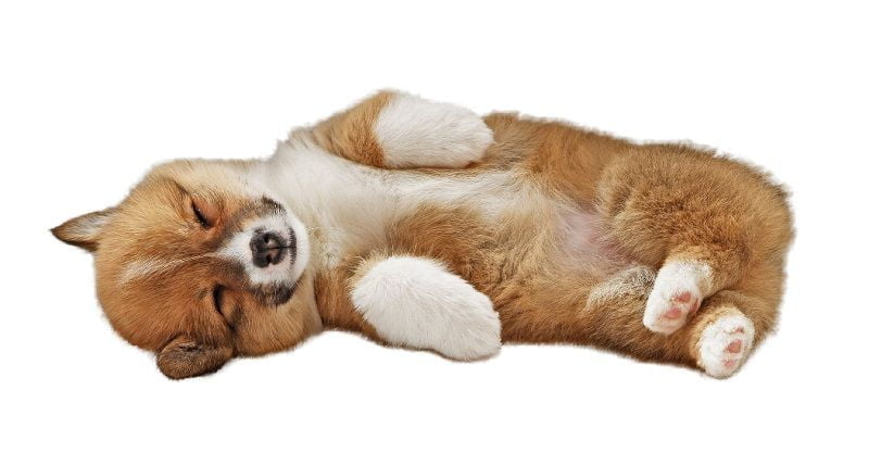 Puppy Taking REST Puppy Taking REST