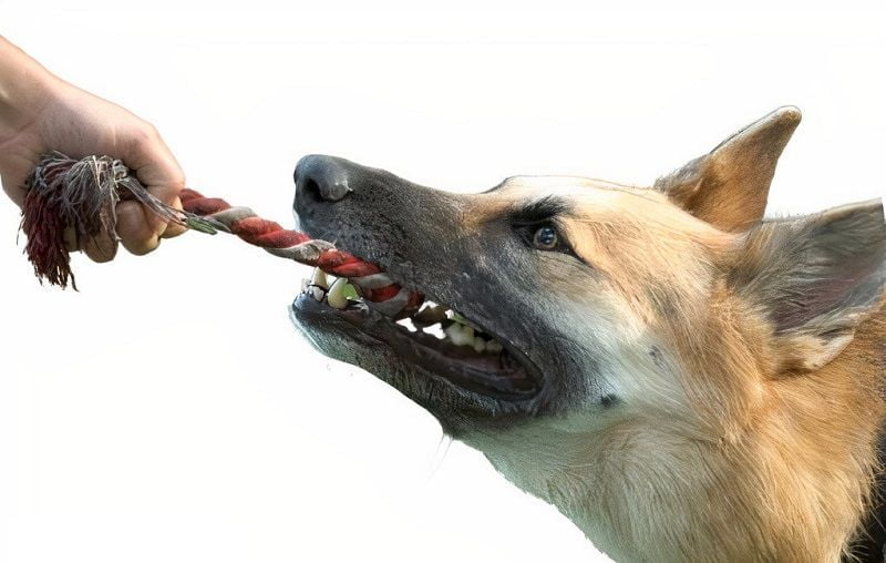 Tug of War dog game Tug of War dog game