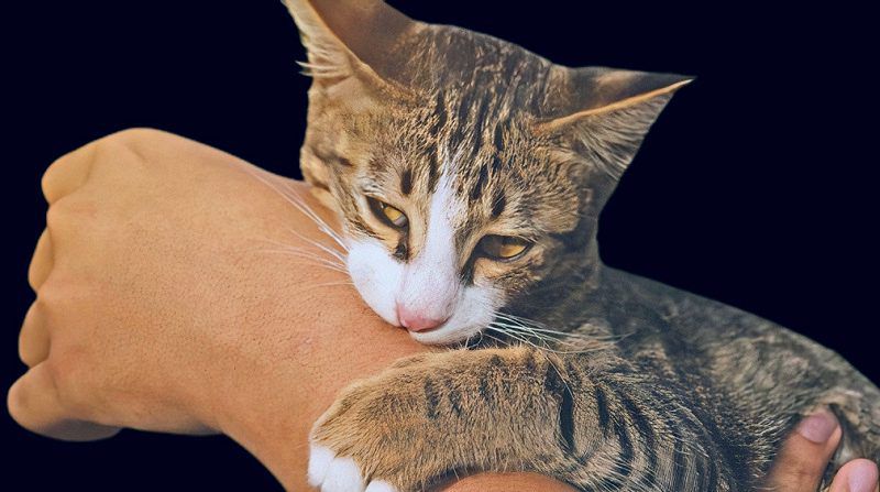 Why do Cats Bite