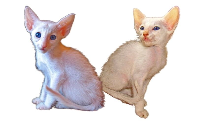 Peterbald Kittens