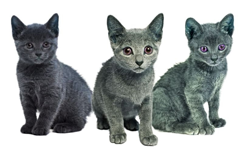 Russian Blue kittens