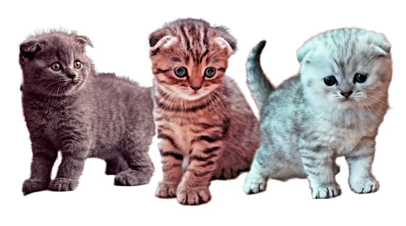 Scottish Fold Kittens Scottish Fold Kittens