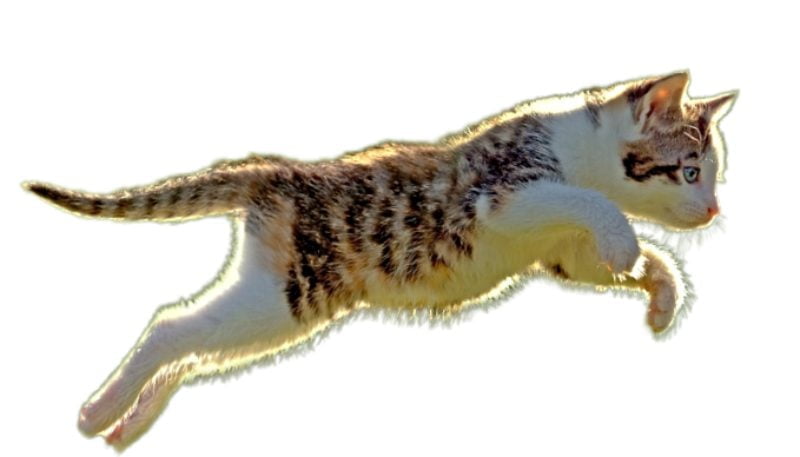 Train your Pet Kittens