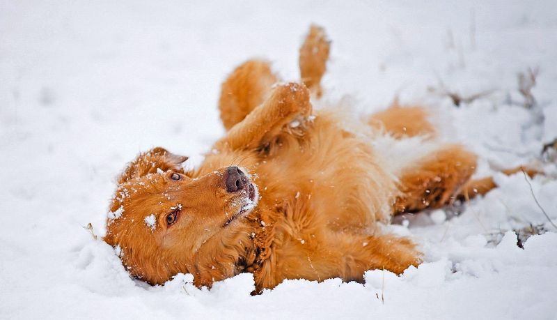 winter safety tips for dogs winter safety tips for dogs