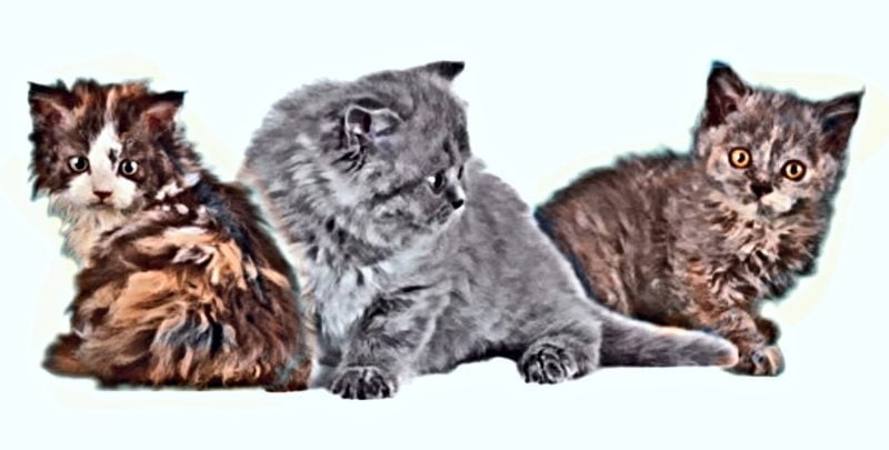 Selkirk Rex Kittens Selkirk Rex Kittens