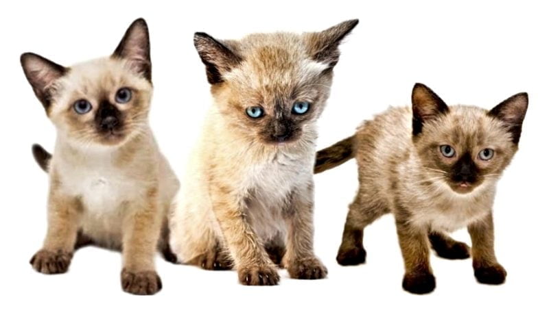 Siamese Kittens Siamese Kittens