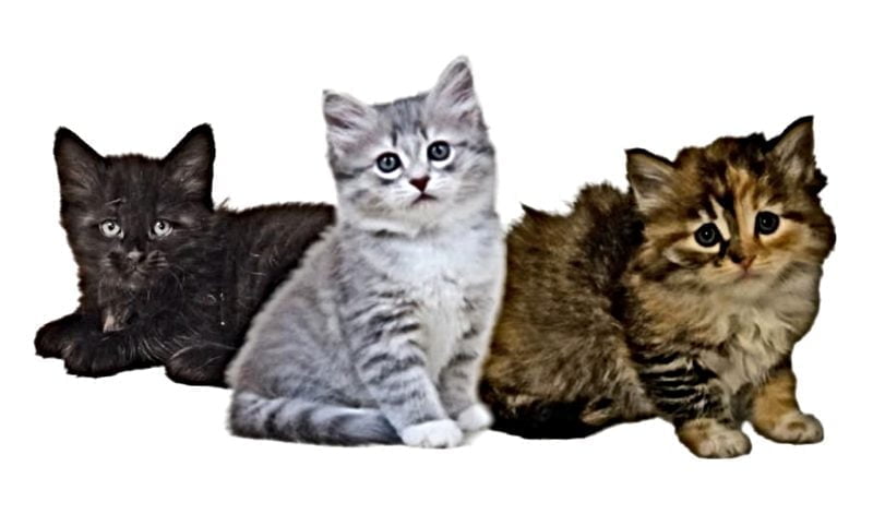 Siberian Kittens Siberian Kittens