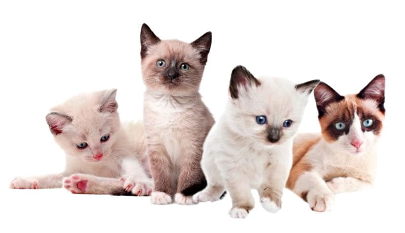 Snowshoe Kittens
