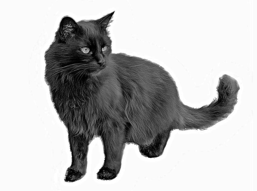 Black Cat Myths