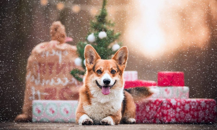 xmas day gifts for pets