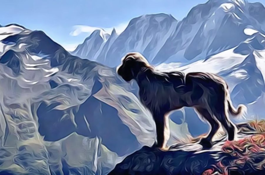 Go for a Hike with Your Pet