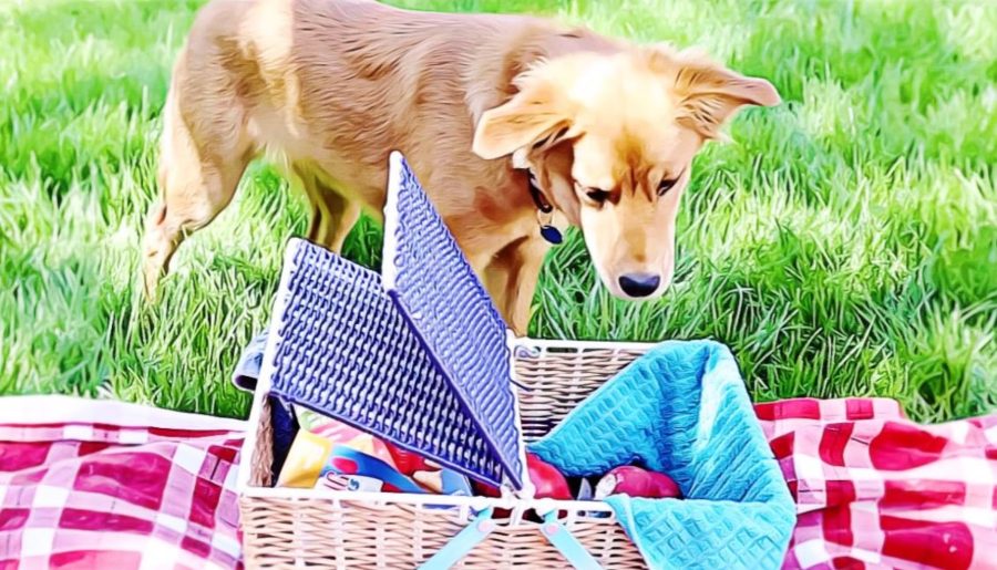 Go on a Picnic with Your Pet