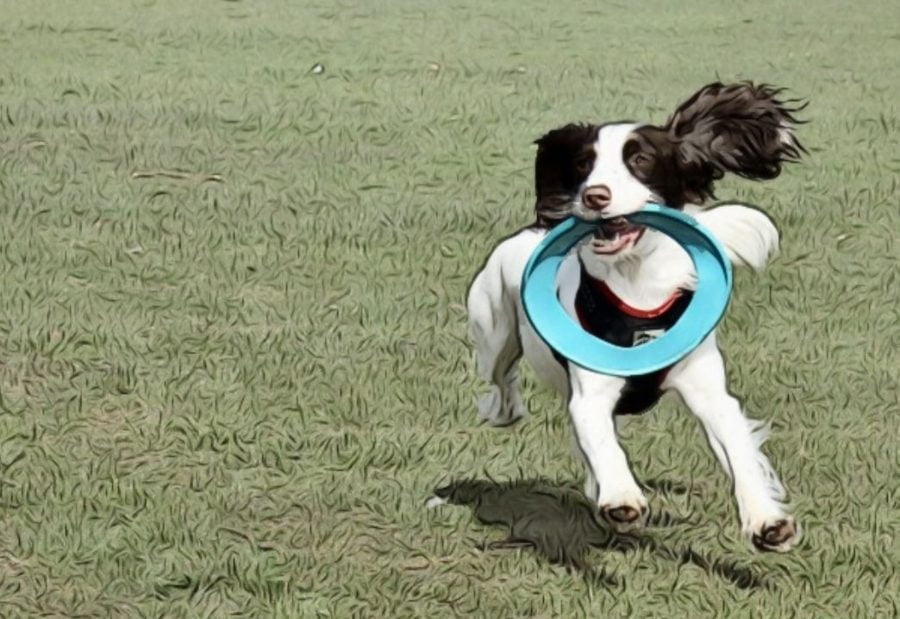 Play Fetch with Your Pet for Fun Activities