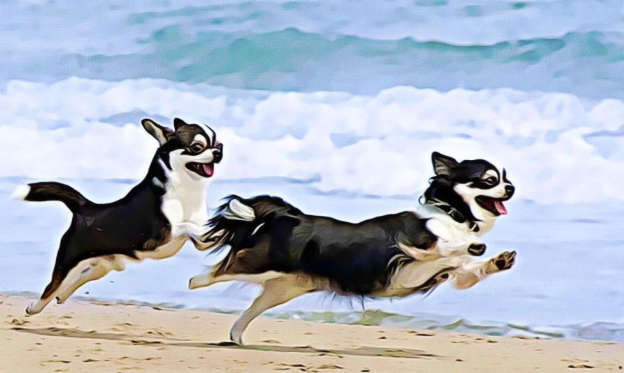 Play Tag with Your Pet