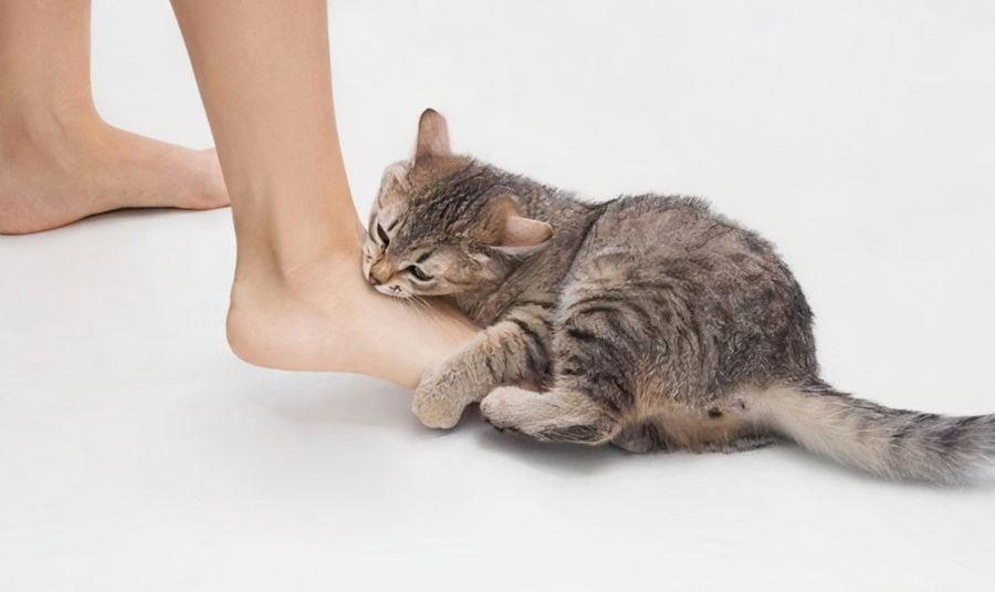 Cat Attacking Feet
