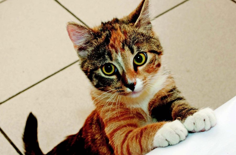 Cat Begging for Food