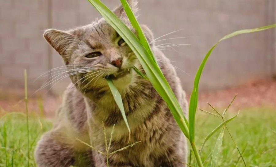 Cat Behaviors Eating Grass