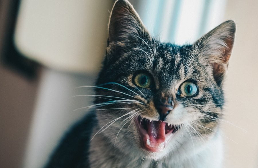 Cat Chattering at Nothing