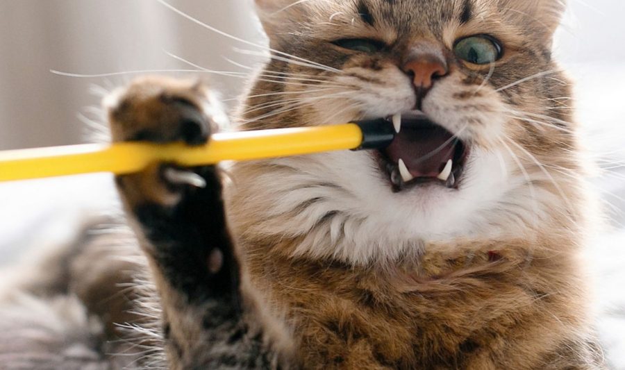 Cat Chewing on Non-Food Items