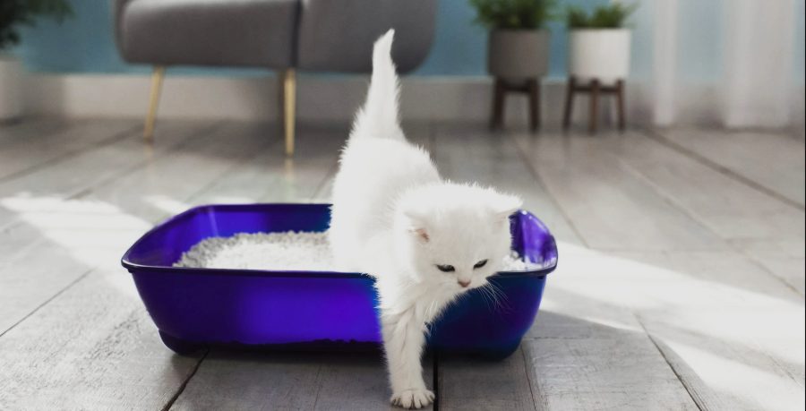 Cat Refusing to Use the Litter Box