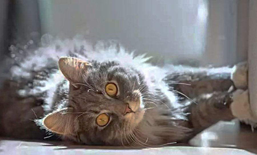 Cat Scratching Furniture