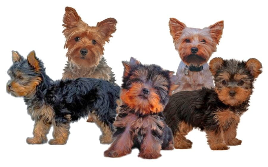 Yorkie Puppies