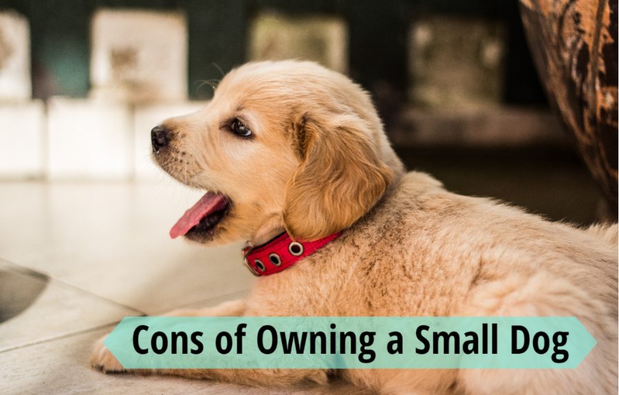 Cons of Owning a Small Dog as a Pet