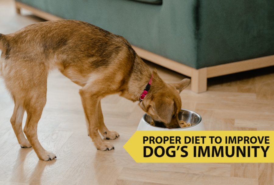 Proper Diet to Improve Dog’s Immunity