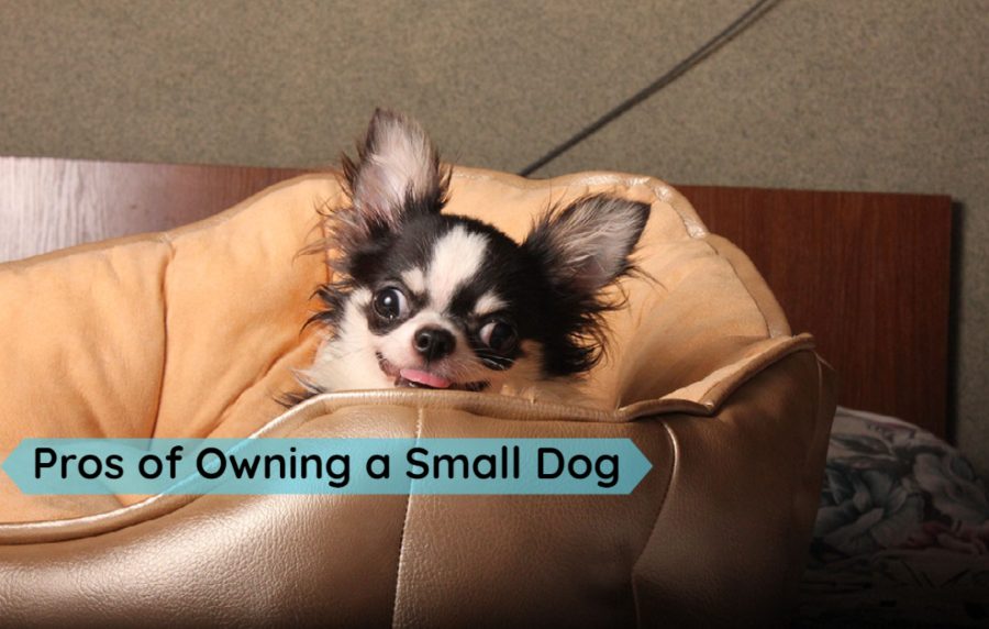 Pros of Owning a Small Dog as a Pet