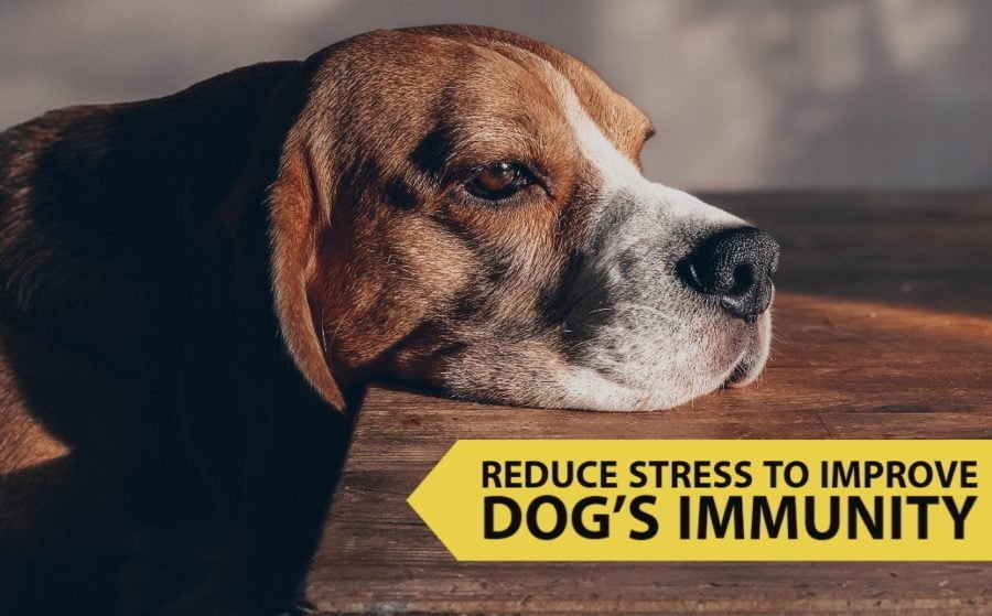 Reduce Stress to Improve Dog’s Immunity