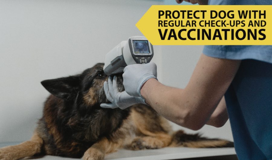 Regular Check-Ups and Vaccinations