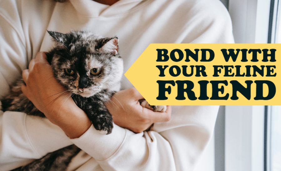 Bond With Your Feline Friend