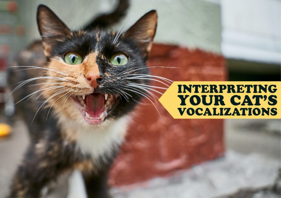 Interpreting Your Cat’s Vocalizations