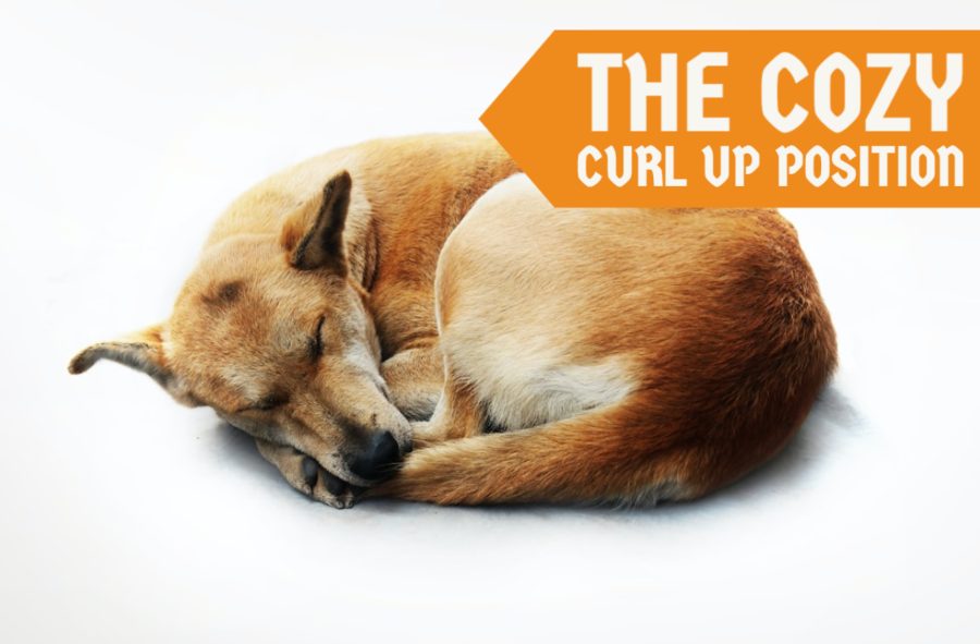 The Cozy Curl Up Position The Cozy Curl Up Position