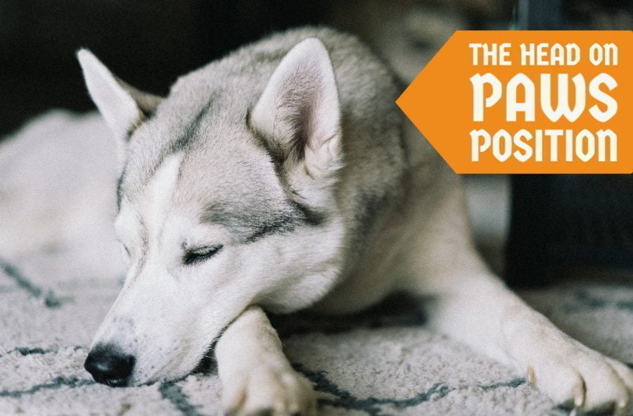 The Head on Paws Position The Head on Paws Position