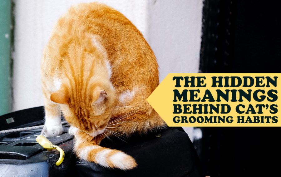 The Hidden Meanings Behind Cat’s Grooming Habits