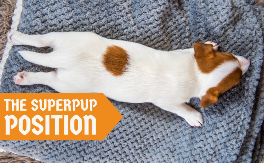 The SuperPup Position The SuperPup Position